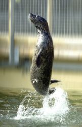 Common Seal. Taken in a seal sanctuary, injured seals are... by Grant Kennedy 